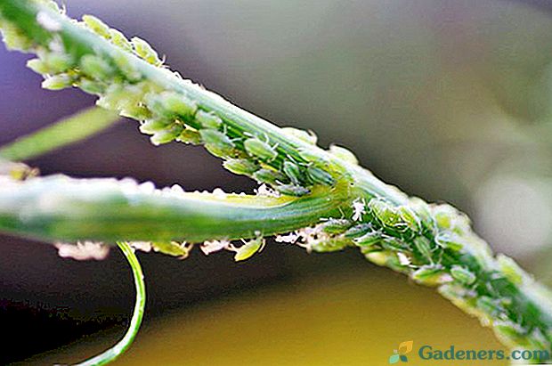 Съвети - как да се отървете от листни въшки в копър