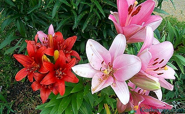 Савети за креирање цвијећа са лилима и дневним листовима