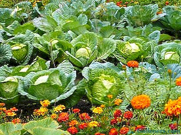 Сумісність рослин на городі допоможе збільшити урожай