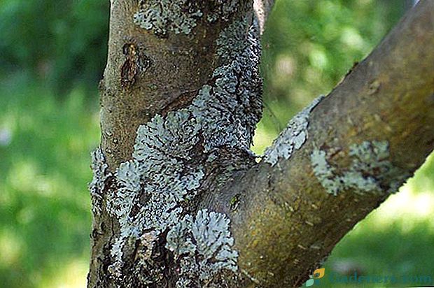 Способи боротьби з лишайниками на плодових деревах