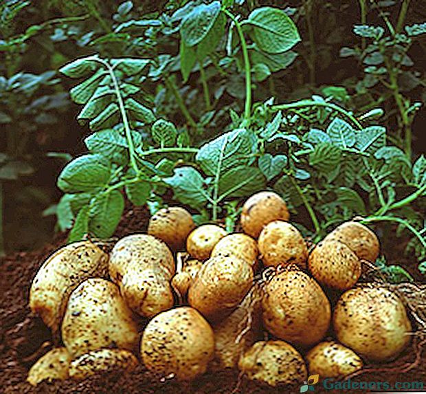 Условия за напояване на картофи на открито