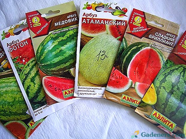 Podmienky pestovania melónov v semenákoch a v otvorenom teréne