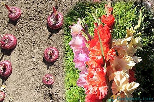 Pogoji sajenja gladiolov v odprtem tleh in sadikih