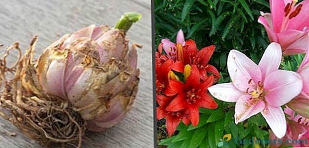 Warunki sadzenia lilii: kiedy jest lepiej, wiosną lub jesienią