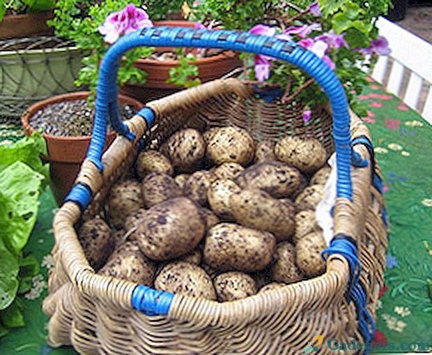 Терміни дозрівання картоплі