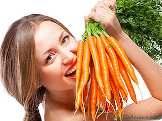 Условия за засаждане на моркови в предградията
