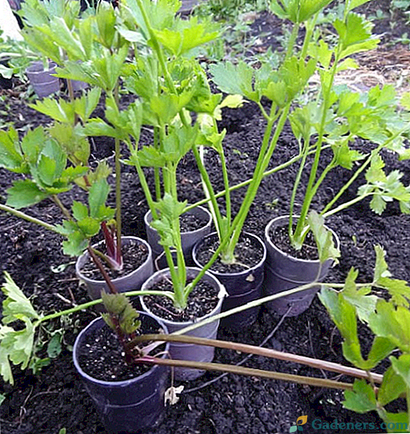 Услови садње садница корена целера на отвореном тлу