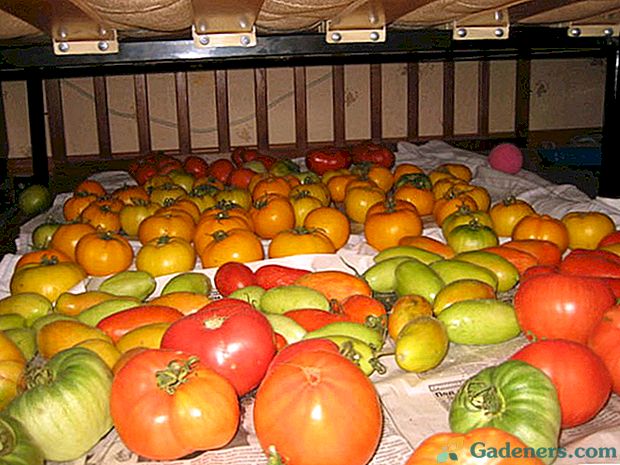 Švieži pomidorai iš jų lovų gali būti išsaugoti iki Naujųjų Metų