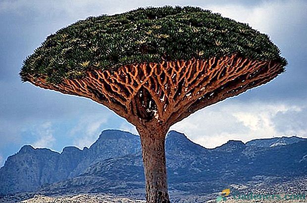 Skrivnostni najljubši vrtnarji - zmajsko drevo
