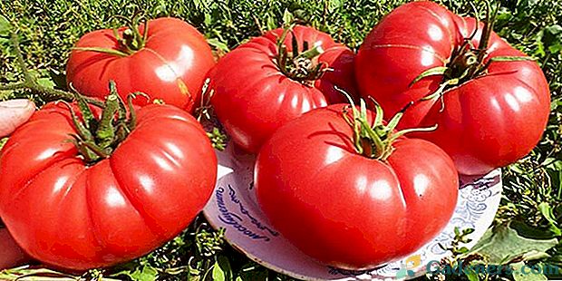 Pomidorų Bull Heart: lauko auginimas