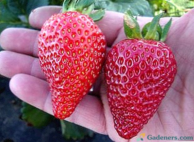 Тънкостите на засаждане и отглеждане на ранни, късни и целогодишни ягоди