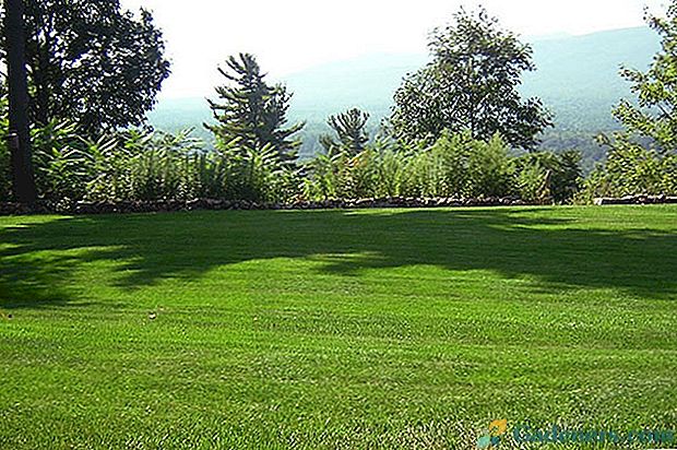 Трева за тревни площи: типове и характеристики на избор