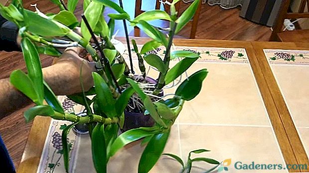 Trys būdai auginti orchidėjų dendrobiumą