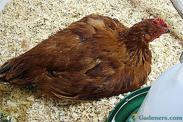 Naučite se zdraviti kokcidiozo pri piščancih sami