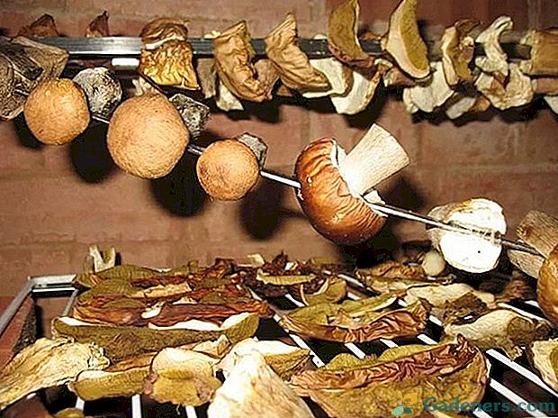 Naučte sa správne uvariť sušené huby