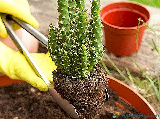 Učenje, da bi ponovno naselili kaktuse sami doma