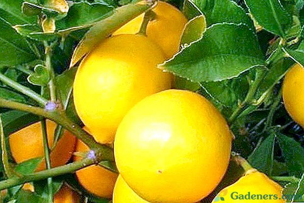 Naučte se růst a péče o citron doma