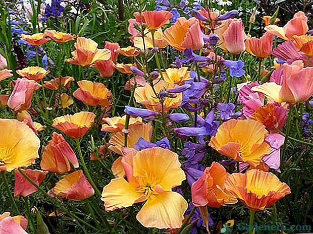 Дивовижна красуня саду - ешшольція каліфорнійська
