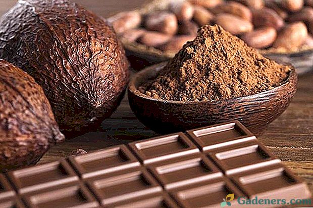 Skaists ceļš no pupiņām uz šokolādes bāru - kakao koku