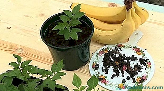 Gnojilo za lupine banan za paradižnike in kumare: kako kuhati in uporabljati?