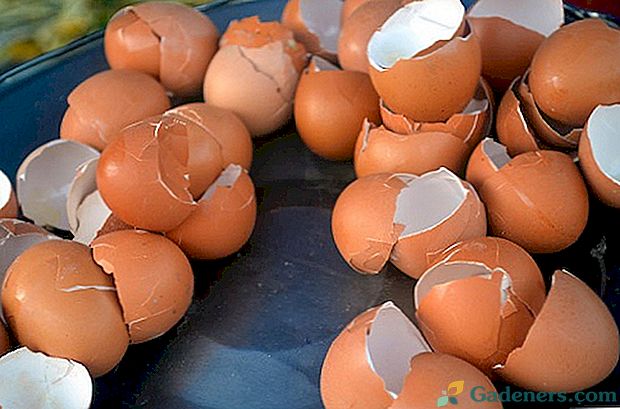 Gnojiva ljuske jajeta - za koje biljke koriste?