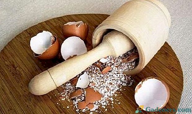 Gnojilo lupine jajc: uporaba paradižnika in kumar