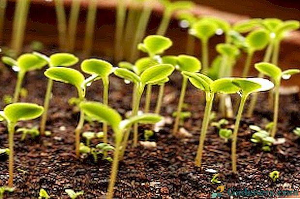 Mēslošanas līdzekļi dārzeņu stādīšanai - ieviešanas veidi un ieteikumi
