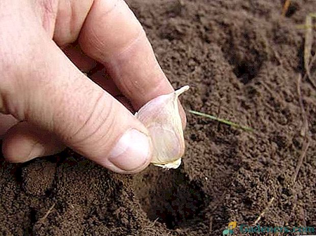 Půdní hnojiva při výsadbě česneku: Zvláštnosti krmiv pro jarní a letní česnek