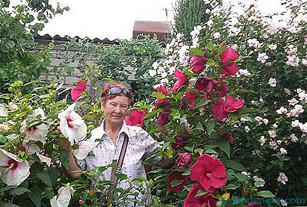 Pielęgnacja i reprodukcja hibiskusa ogrodowego