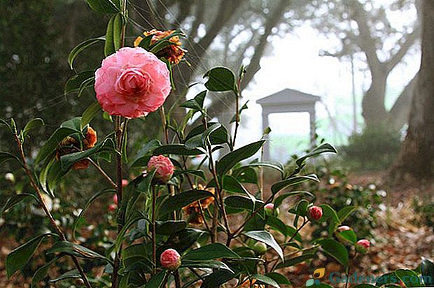 Starostlivosť a kultivácia v záhrade kamélie