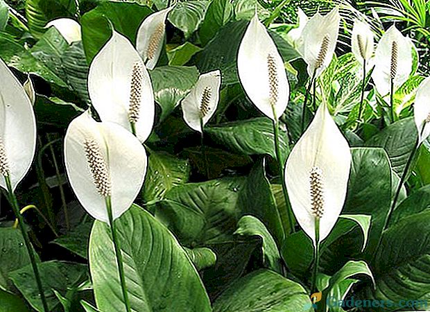 Nega doma na spathiphyllum