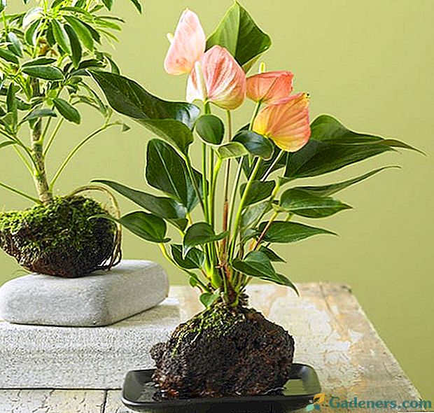 Péče o vnitřní rostliny Anthurium doma