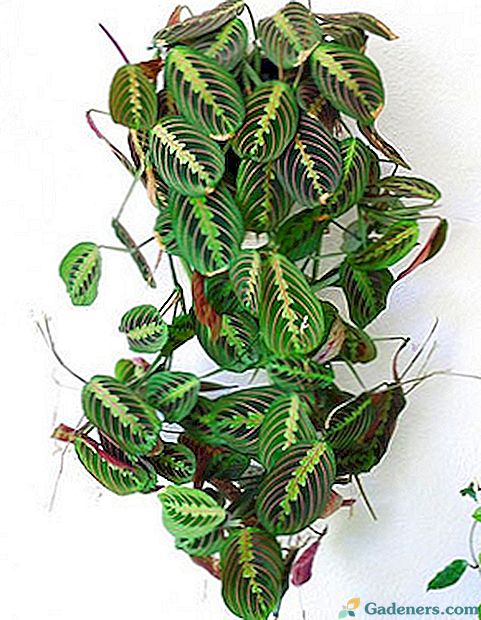 Starostlivosť o modlitebné rastliny - maranta trikolóra