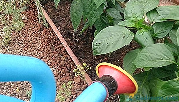 Briga za sadnice papra nakon sadnje u tlu: glavne točke
