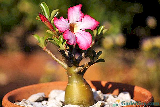 Desert roza skrbi z adenijem doma