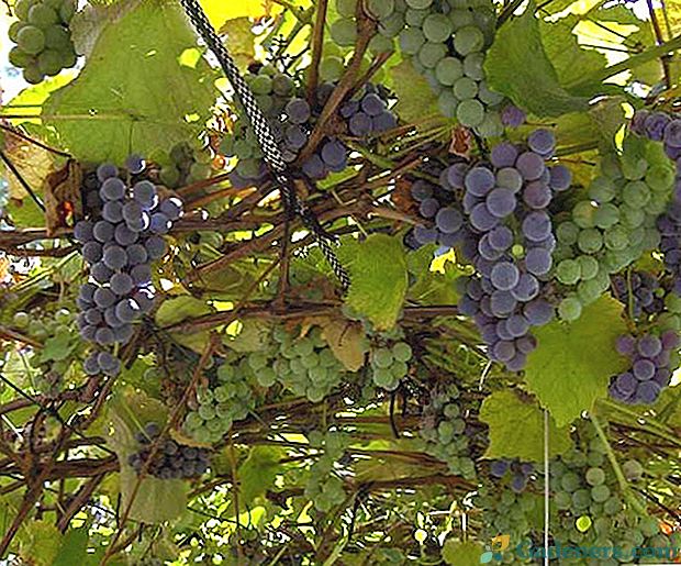Vīnogu audzēšana vasarā Sibīrijā