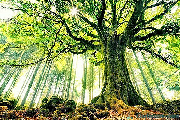 Dekoracja lasu - majestatyczne drzewo bukowe