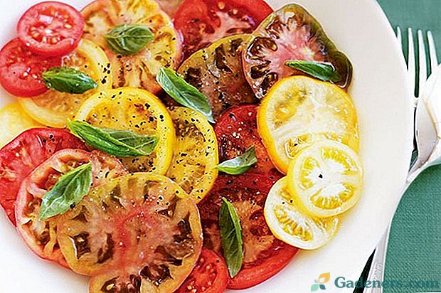 Dekorácia odrôd horúcich letných šalátových paradajok