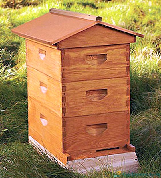 Пчелиње пчеле: уређај, врста, прављење сопствених руку