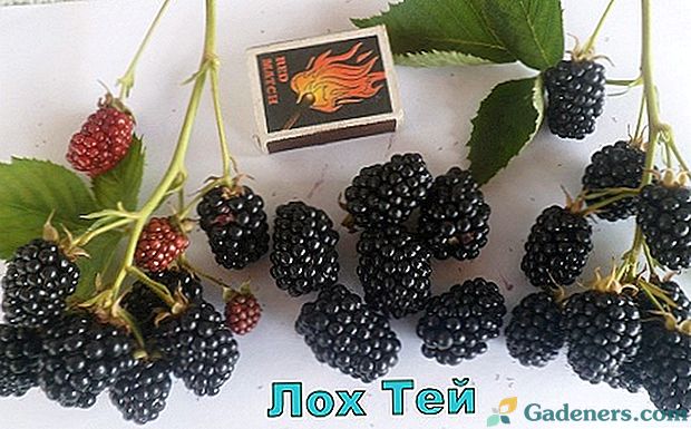 Изключително ранно безконечен Blackberry Lough Tey