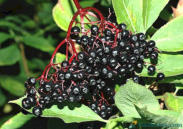 Jedinečné hojivé vlastnosti elderberry a jejich aplikace v medicíně