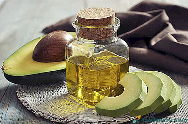 Jedinečné vlastnosti a použití oleje z avokáda
