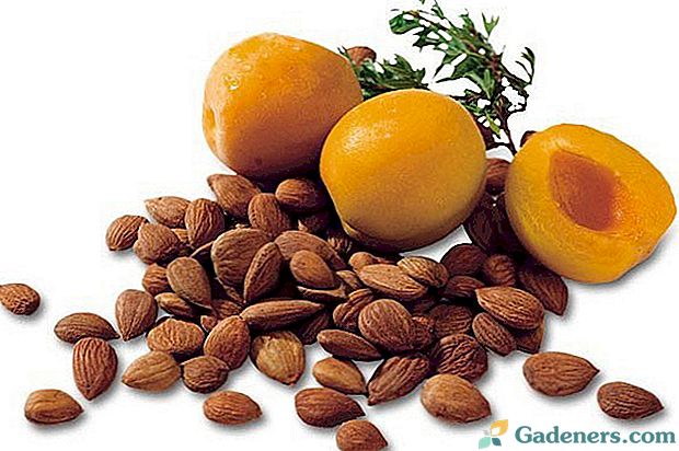 Unikāls aprikožu bedru sastāvs, to ieguvumi un kaitējums cilvēka ķermenim