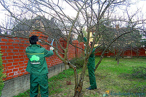 Žetev v vašem vrtu je odvisna tudi od obrezovanja sadnih dreves.