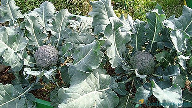 Uspešno gojenje in oskrba na prostem za brokoli