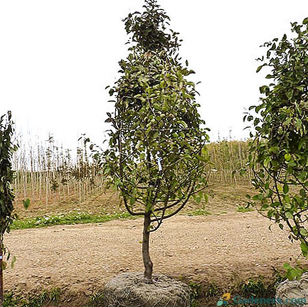 Drodzy ogrodnicy, zapoznajcie się ze zdjęciami popularnych odmian jabłoni