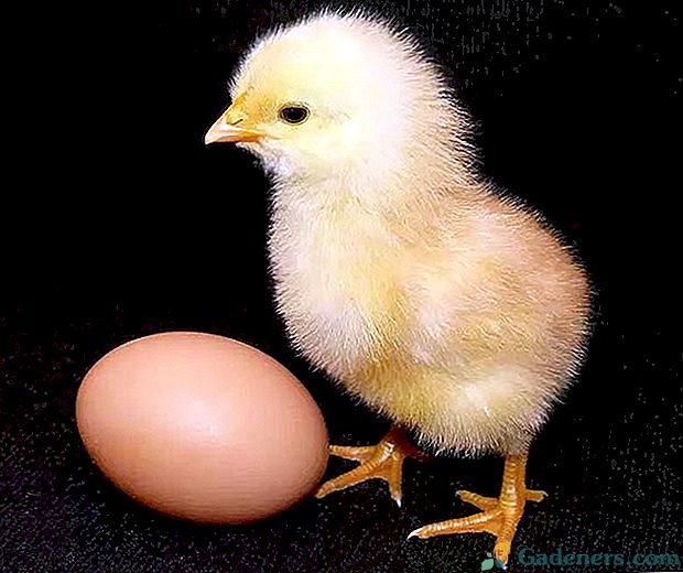 Kāda ir inkubējamo olu noslēpums no vistām, nevis roosters?
