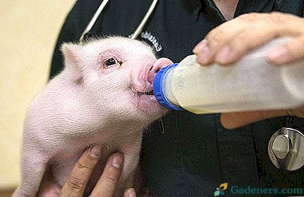 Kada jūs duoda sausą pieną kiaulėms?