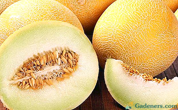 Padėti vasaros gyventojams nuotrauką ir skirtingų melionų veislių pavadinimus