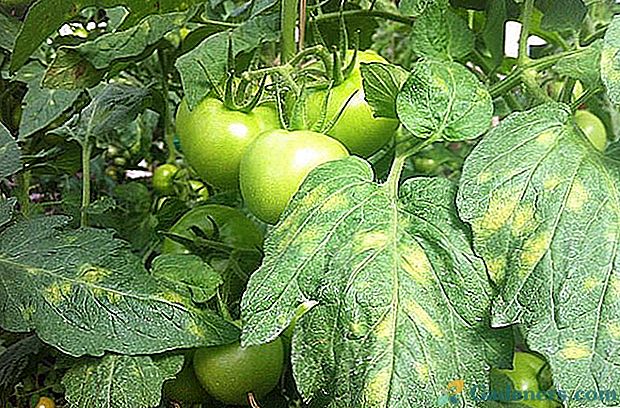 Je dôležité poznať choroby paradajok v tvári, aby sa včas pomohla rastline